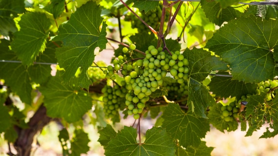 Gros plan des raisins dans un vignoble du comté de Prince Edward, en Ontario